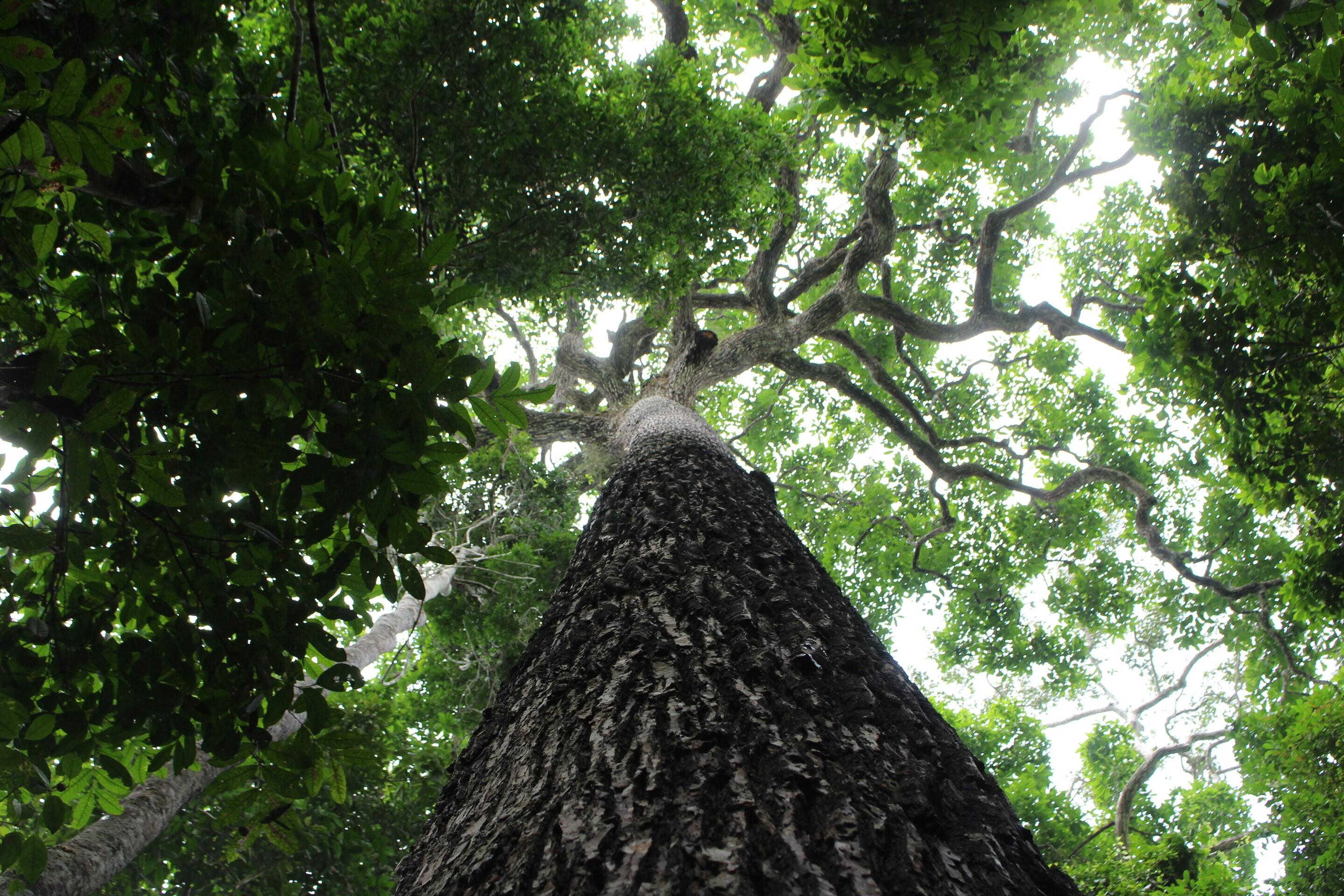 Árvores da Amazônia são "cápsulas do tempo" da história humana: entenda (Foto: Victor Caetano Andrade/Trends in Plant Science)