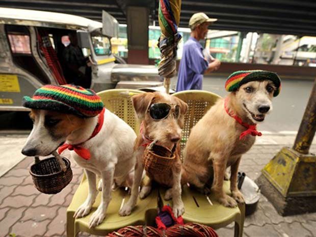 Usando chapéu e óculos, cães são utilizados pelos proprietários para pedir esmola em Manila, nas Filipinas, em 2010 (Foto: Noel Celis/AFP)