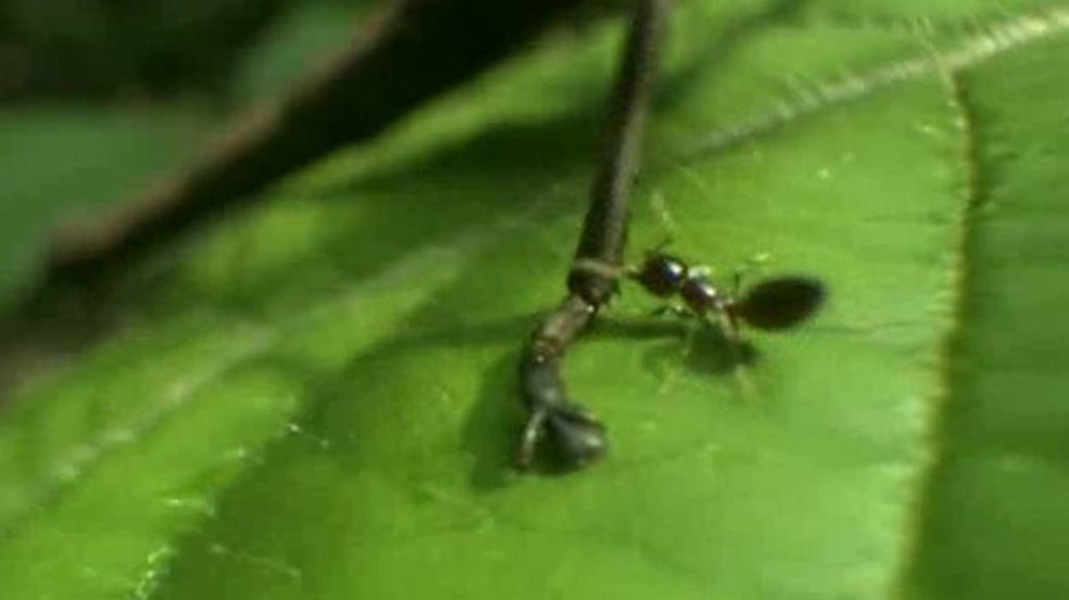 Por maior que seja, o 'invasor' tem um calcanhar de Aquiles... e as formigas sabem disso  (Foto: BBC)