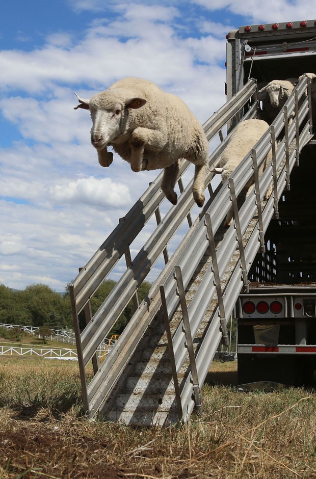 Uma ovelha parecia 'voar' ao saltar ao descer de um caminhão em uma fazenda em Soldier Hollow, no estado de Utah (EUA) (Foto: Francisco KjolsethThe Salt Lake Tribune/AP)