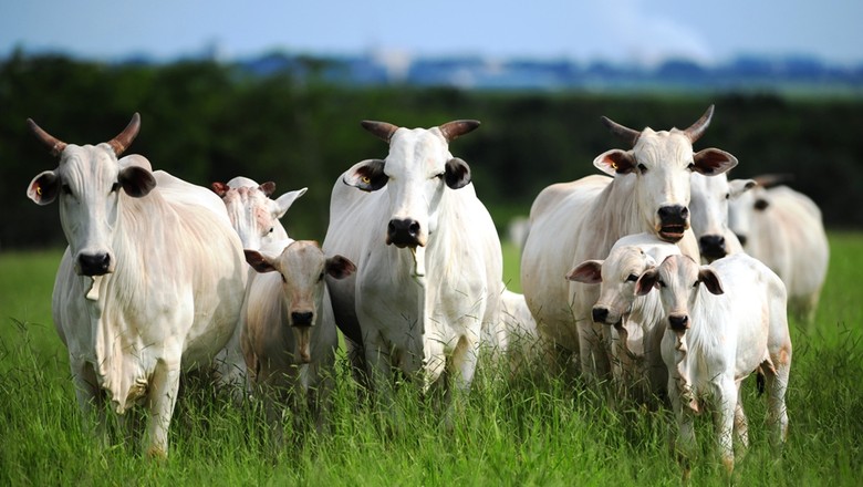 Pesquisa genômica da Embrapa pode aumentar produtividade do gado nelore Globo Rural Boi