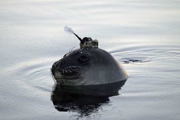 Elefante-marinho com sensor na cabeça (Foto: REUTERS/Iain Field/Antarctic Climate and Ecosystems CRC/Divulgação)