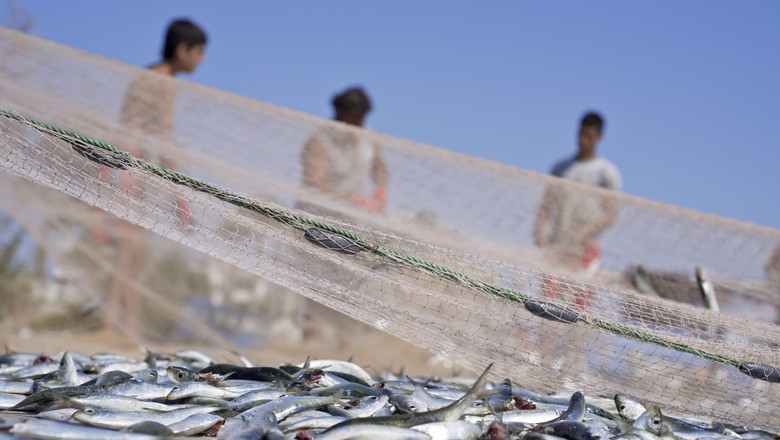 criacao_peixe_pesca (Foto: Thinkstock)