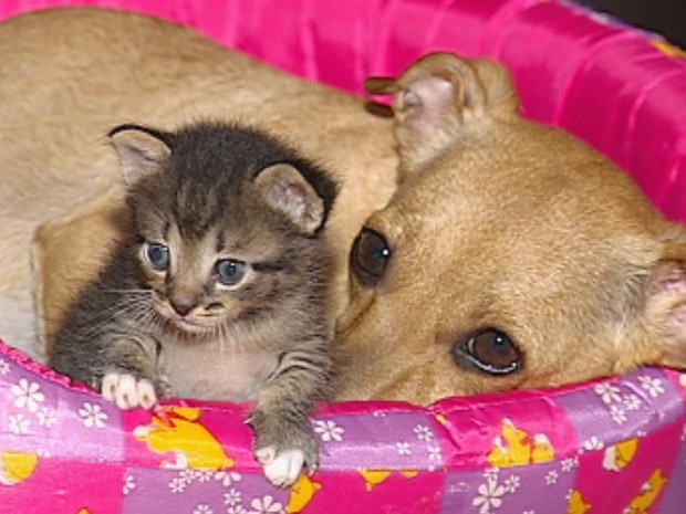 Cachorrinha Lili adotou filhotes de gato após mãe morrer envenenada (Foto: Reprodução/TV Tem)