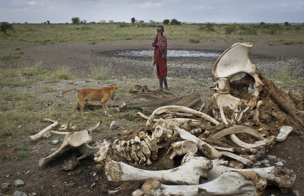 Esqueleto de um elefante morto por caçadores na Tanzânia (Foto: Jason Straziuso/AP)