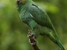 Pesquisa revela que papagaios colaboram contra o desmatamento