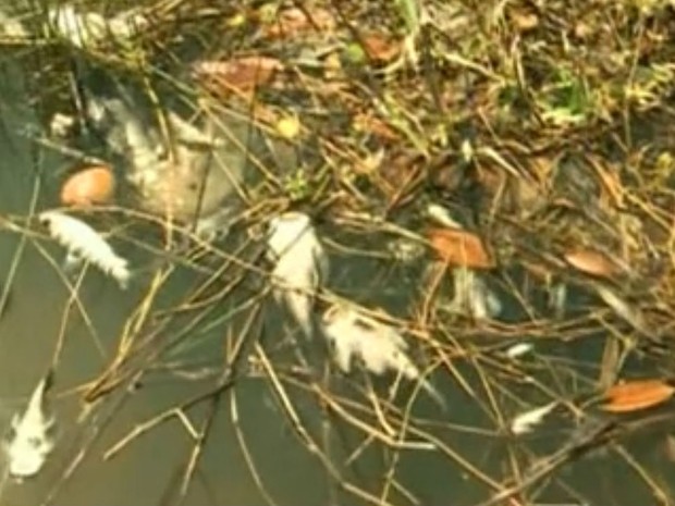 Peixes estão sendo encontrado mortos nas margens do rio Araguari (Foto: Reprodução/ TV Amapá)