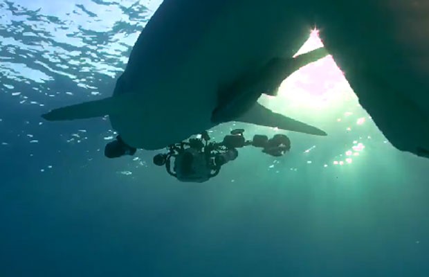 Vídeo que mostra o predador 'fugindo' com o equipamento valioso (Foto: Reprodução/Facebook/Guy Harvey)