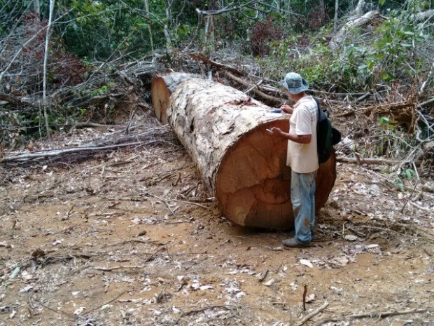 Equipes de fiscalização têm encontrado áreas abertas na mata com toras de madeira extraída ilegalmente da reserva (Foto: Fiscalização/Divulgação)