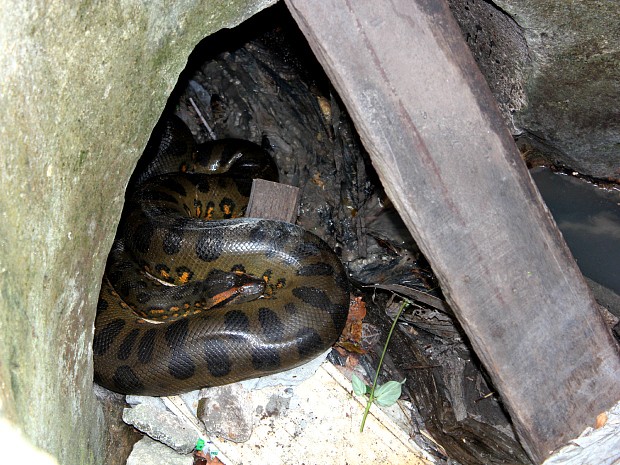 Sucuri de três metros é encontrado dentro de bueiro, em Manaus (Foto: Tiago Melo/G1 AM)