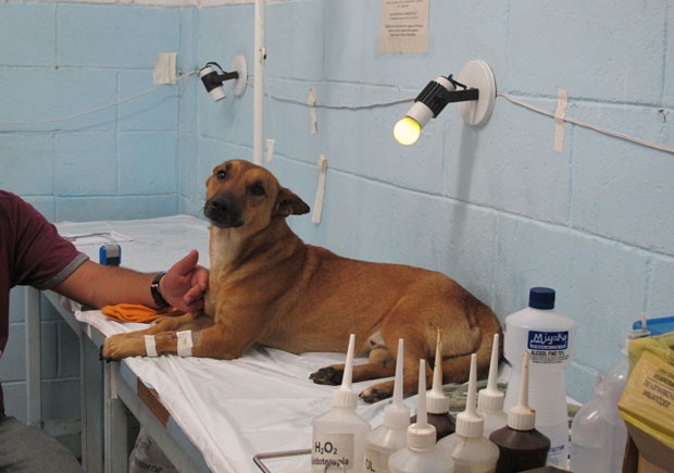 Cães são tratados com cromoterapia em Santos (Foto: Mariane Rossi/G1)