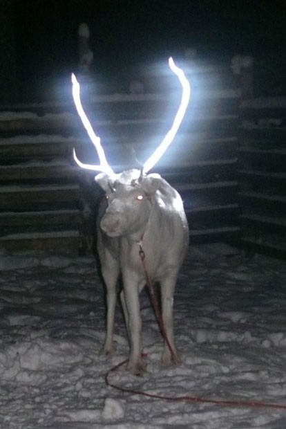 Criadores de Rovaniemi, na Lapônia, utilizam spray especial nos chifres dos animais para iluminá-los e evitar atropelamentos (Fot Anne Ollila/Finland's Reindeer Herders' Asso/AFP)
