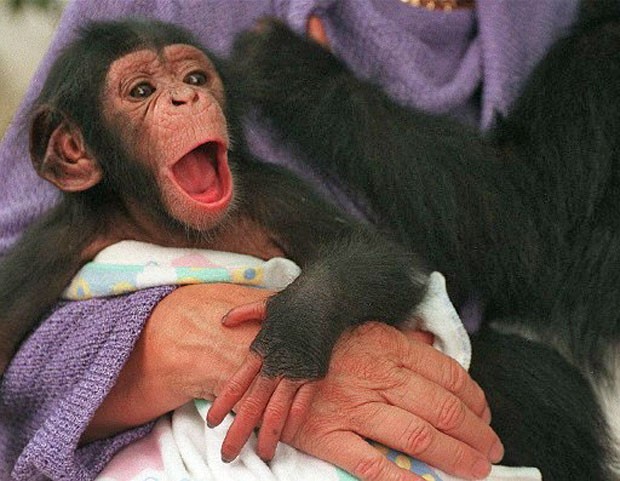 Imagem de arquivo mostra a chimpanzé Tammy, na época com um mês de vida, bocejando nos braços de um tratador (Foto: Arquivo/Anna Zieminski/AFP)