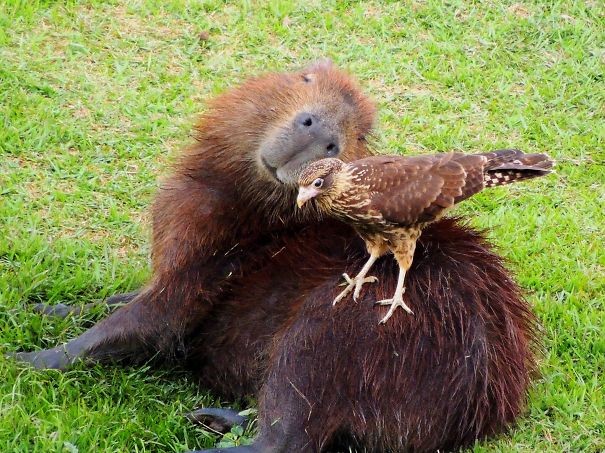 portalraizes.com - 15 fotos que provam que a capivara é o animal mais fofo e simpático da natureza