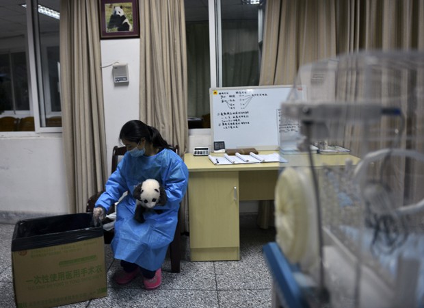 Cientista segura filhote de panda em centro de reprodução de Chengdu, na China (Foto: AP)