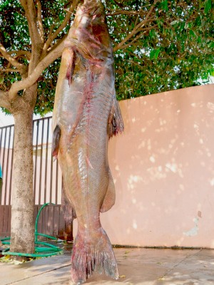 Pescador fisga jaú de 1,75m e 80 kg em rio de Mato Grosso do Sul (Foto: Márcio Rogério de Souza/ Nova News)
