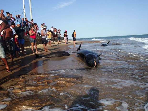 Baleias encalharam na praia de Upanema, em Areia Branca (Foto: Carlos Júnior/VC no G1)