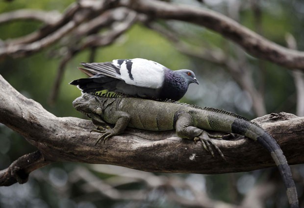 Um pombo 'folgado' foi flagrado descansando na última quinta-feira (3) nas costas de um iguana em uma árvore no parque Seminario, em Guayaquil, no Equador (Foto: Dolores Ochoa/AP)