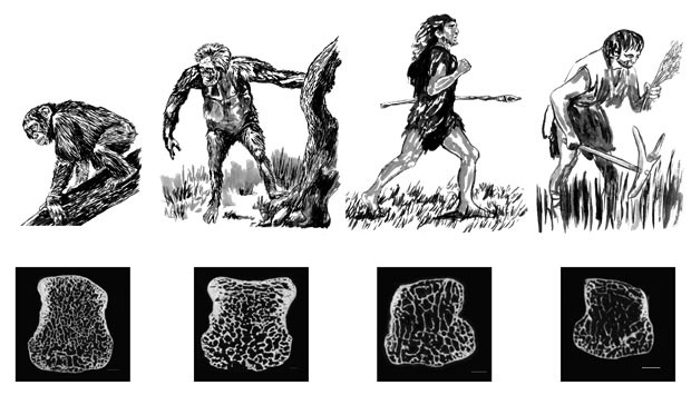 Ilustração mostra que o homem moderno (último, à direita) perdeu densidade óssea em comperação com seus antecessores (Foto: Museu de História Natural/J. Steffey/PNAS)