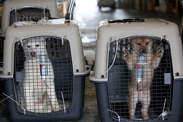 Cachorros sul-coreanos chegam a San Francisco após serem resgatados de fazenda (Foto: Sammy Dallal/AP/Humane Society International)