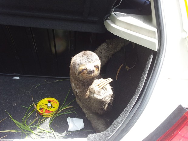 Animal foi resgatado e levado ao Hosto Municipal (Fot Arquivo Pessoal / Airton Fernandes Lieuthier)