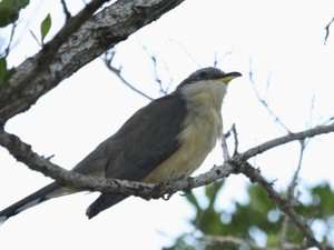 O cuco foi um dos pássaros mais afetados pelo ruído dos aviões: nos locais estudados começou a cantar até uma hora mais cedo que o normal (Foto: BBC) O cuco foi um dos pássaros mais afetados pelo ruído dos aviões: nos locais estudados começou a cantar até uma hora mais cedo que o normal (Foto: BBC)