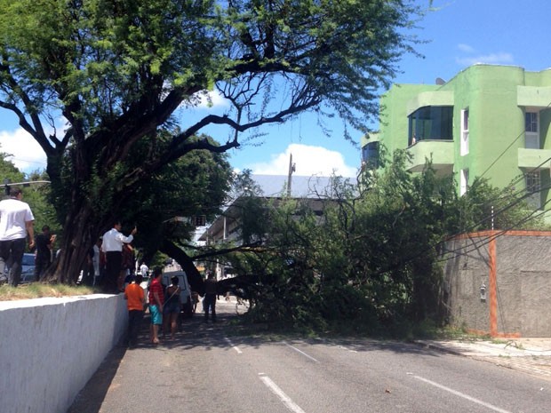 Uma árvore caiu na Avenida Hermes da Fonseca (Foto: Flavia Urbano)