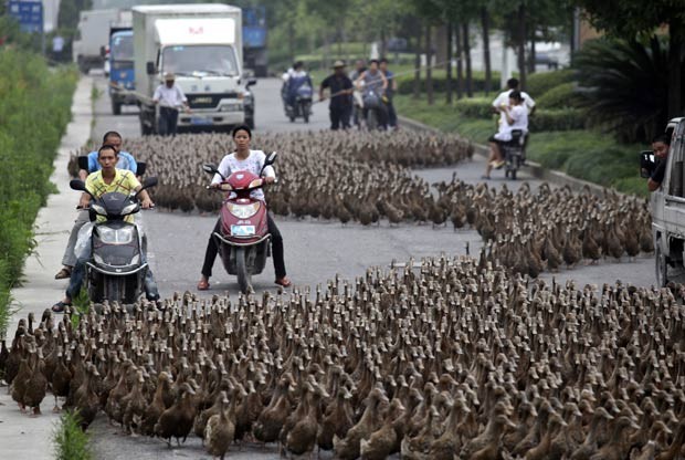 Patos bloquearam rua enquanto eram levados para uma lagoa. (Foto: China Daily/Reuters)