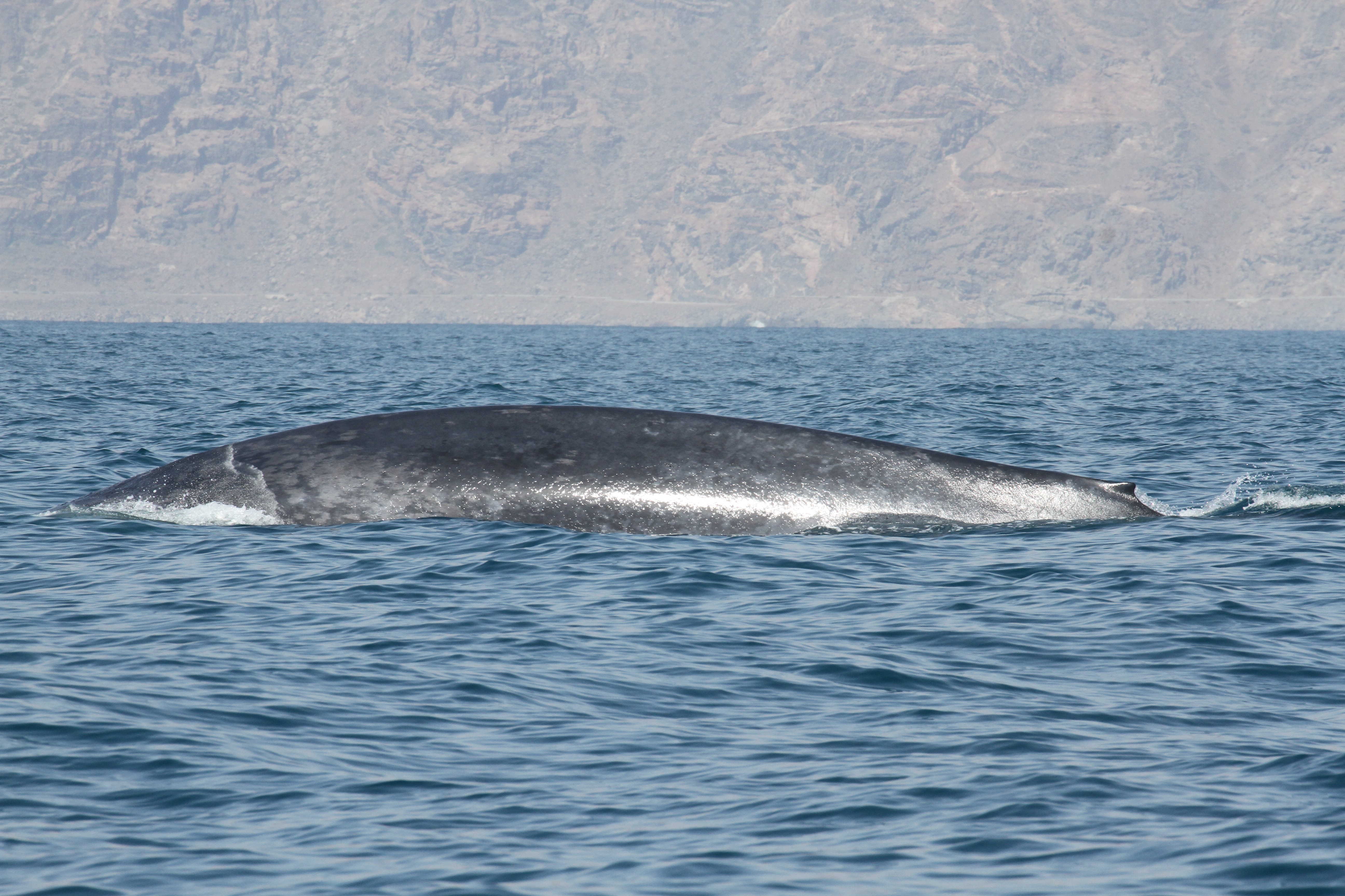 População de baleias-azuis também foi observada no mar Arábico e perto de Chagos (Foto: Robert Baldwin/Environment Society of Oman)