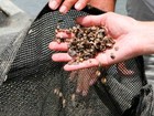 Projeto estimula cultivo de ostras (Moraes Neto)