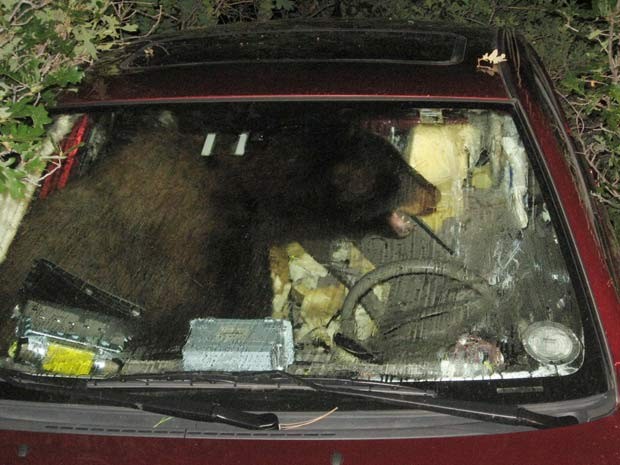 Urso ficou trancado dentro de um carro no Colorado. (Foto: Ben Story/AP)