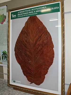 Folha da Coccoloba, exposta no Inpa, possui 2.50 m de comprimento (Foto: Tiago Melo/G1 AM)