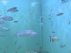 Bosque de Ribeirão Preto inaugura aquário com 56 espécies brasileiras