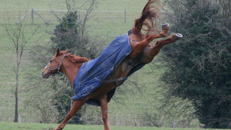 cavalo-coice-equino (Foto: Thowra/CCommons)