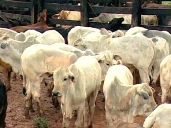 Agência em MS estima vacinação de 99% de rebanho bovino contra aftosa (Foto: Reprodução/TV Morena)
