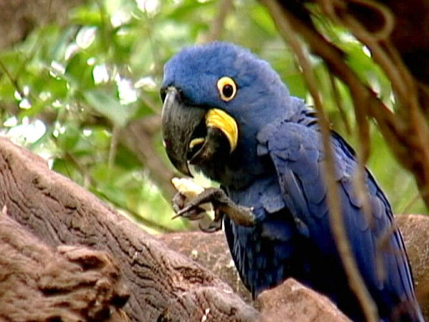 Arara azul Uberaba (Fot Reprodução/TV Integração)