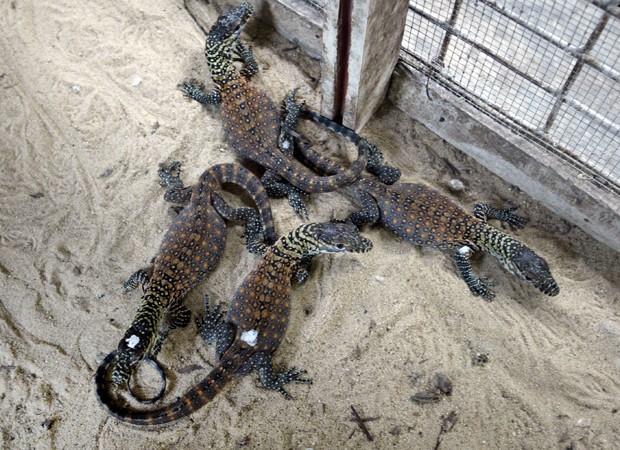 Filhotes de réptil recém-nascidos; ovos eclodiram na última semana, diz zoo (Foto: Juni Kriswanto/AFP)