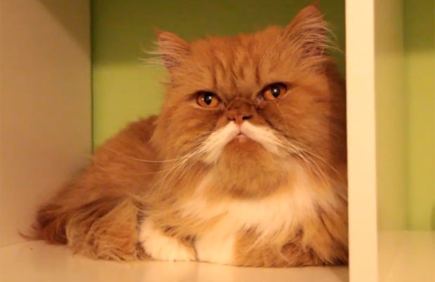 Resultado de imagem para gato de bigodes grandes