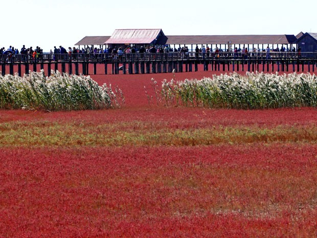 A praia de Panjin (Foto: AFP) A praia de Panjin (Foto: AFP)