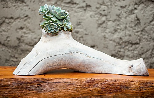 O paisagista Edu Bianco, da Flamboyant Paisagismo, plantou uma muda de echeveria na escultura feita com um pedaço de tronco de grápia pela designer Monica Cintra