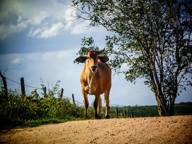 Imagem do Sertão de Alagoas que virou postal foi feita pela adolescente Beatriz Conceição (Foto: Arquivo / Autorretrato Nordeste)