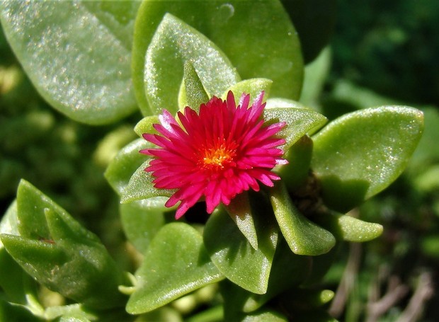 De nome científico Aptenia cordifolia, a rosinha-de-sol é uma planta suculenta e rasteira (Foto: Flickr / Ricardo Regardiz / CreativeCommons)