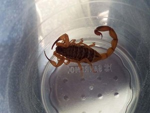 Escorpião de 5 centímetros foi achado pela moradora dentro de casa (Fot Vera Lúcia Tamanini/VC no G1)