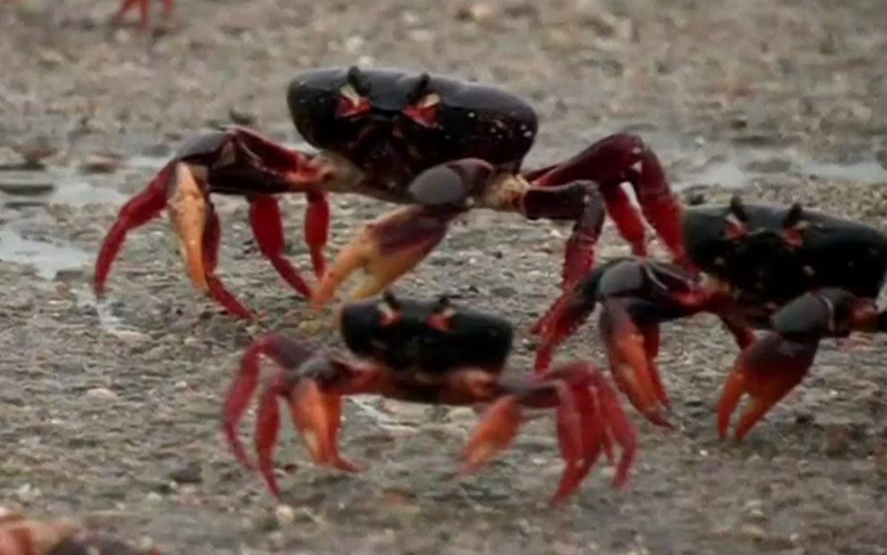 Baía dos Porcos é invadida por milhões de caranguejos (Foto: Reprodução/BBC)