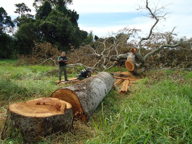 Árvore da espécie jatobá foi derrubada próximo à sede de fazenda em MS (Foto: Divulgação/ PF)