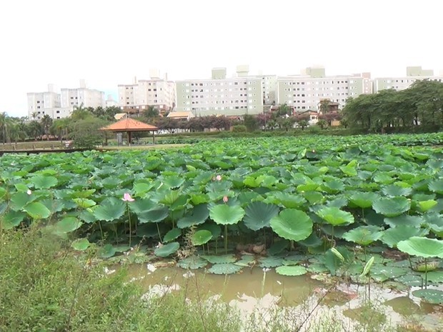 Flor De Lotus Floresce No Parque Das Aguas Em Campinas Veja Fotos Campinas E Regiao G1