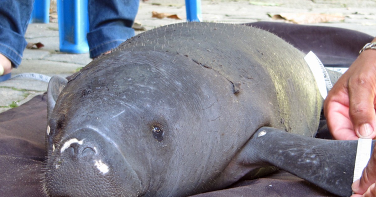 Natureza Vítima de caça filhote de peixe boi é resgatado de