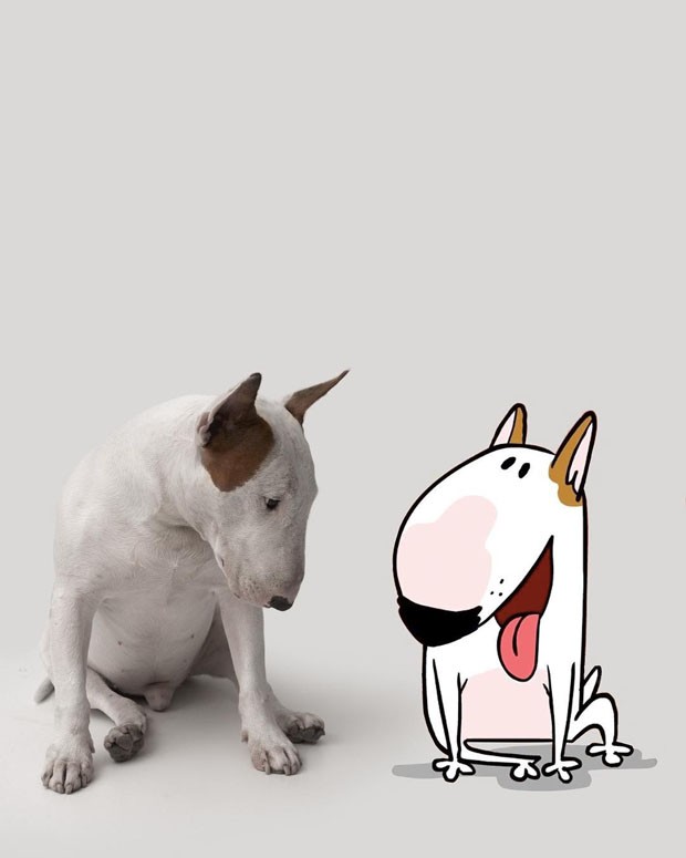 Jimmy Choo, o Bull Terrier de 600 mil seguidores (Foto: Rafael Mantesso e Divulgação) Jimmy Choo, o Bull Terrier de 600 mil seguidores (Foto: Rafael Mantesso e Divulgação)