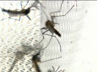 Ceará recebe três toneladas de larvicida para combater Aedes aegypti
