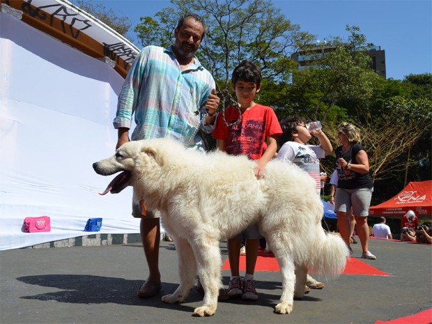 Tamanho e cor dos pêlos fazem com que cão Gold, da raça Kuvasz, se pareça com urso polar (Foto: Fernanda Testa/G1)